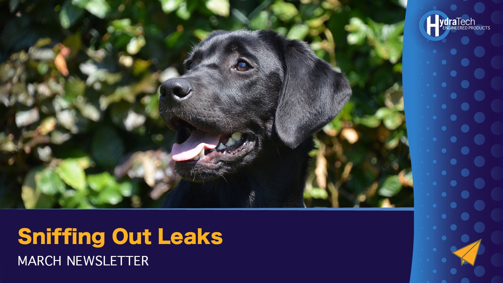 Teaser Image of a black dog, 'Sniffing Out Leaks, March Newsletter'