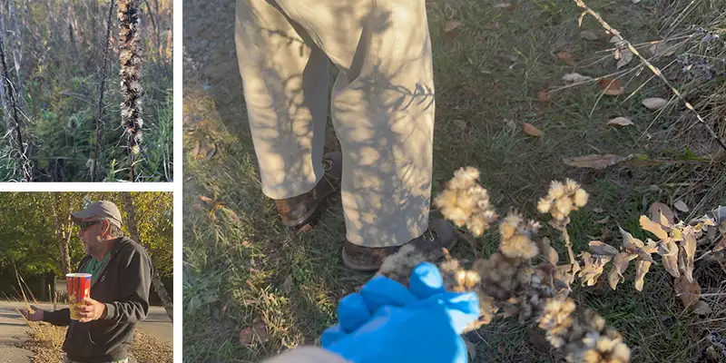 Compilation Of Images From Service Day three images, a close-up seeds on a plant, a guy explaining the day's activities, a person picking seeds with a gloved hand