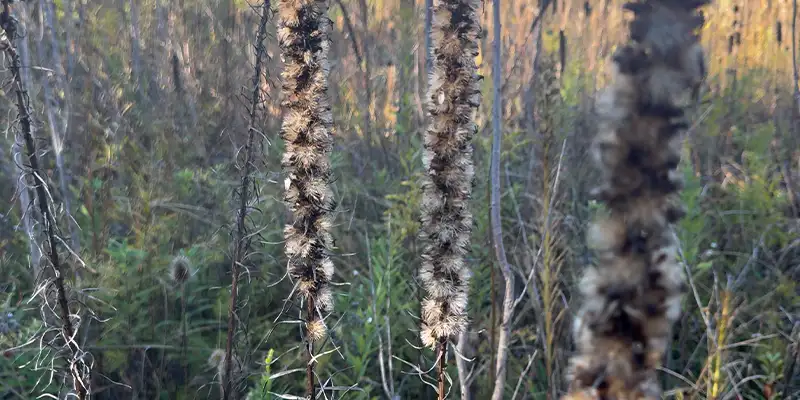 A row of seeds on a plant a bunch of seeds ready to be spread