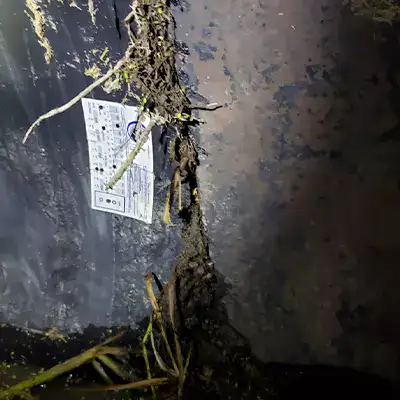 Plant life infiltrating a HDPE pipe at a joint