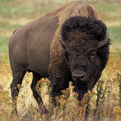 A bison standing in a field