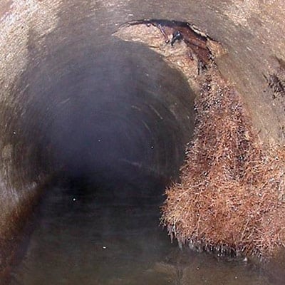 Roots invading a pipe