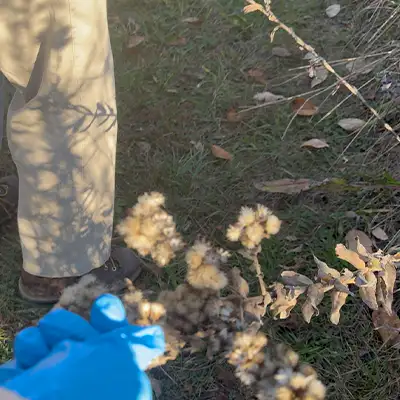 A gloved hand pulling seeds from a plant