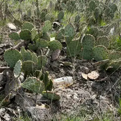 Many Cacti