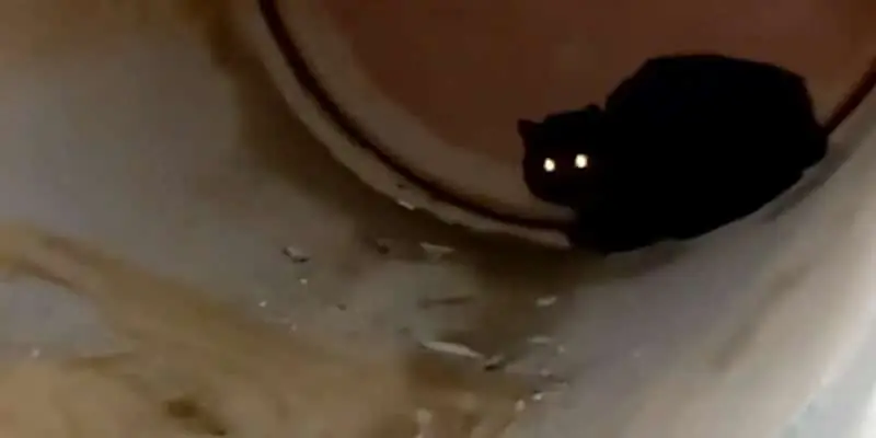 A black cat with glowing eyes sitting in a pipe