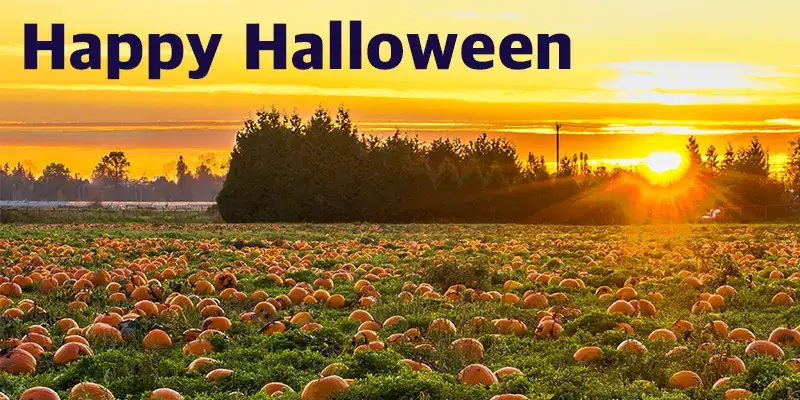 A big field of pumpkins at sunset