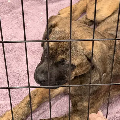 A puppy in a cage