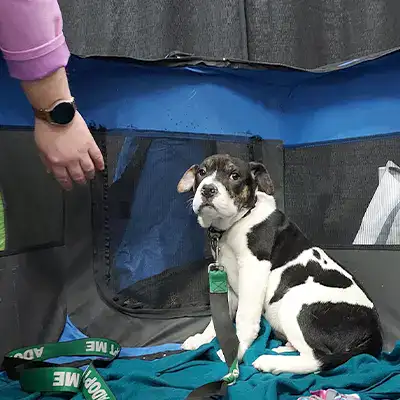 A sad puppy looking up at a welcoming hand