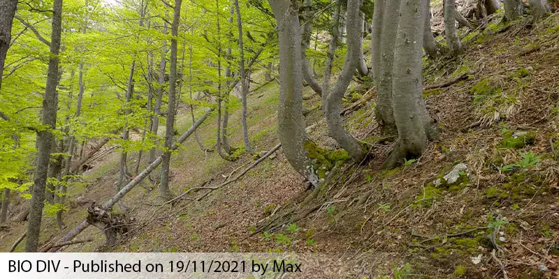 Several trees that are bent at the trunk due to shifting soil